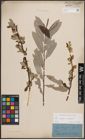 Foto von Salix caprea L. x Salix eleagnos Scop.